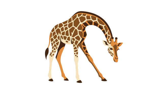 Vector illustration of a reticulated giraffe with neck bent down isolated on white background