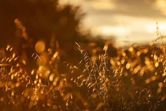 Water Drops Sparkling on Grass Dew-covered Grass sparkles in warm golden backlight