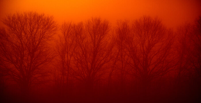 Tree Silhouettes in Orange Mist Bare trees appear as dark silhouettes through dense orange mist.