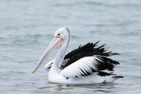Australian pelican float calmly on still coastal water