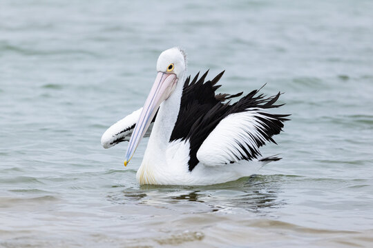 Australian pelican float calmly on still coastal water