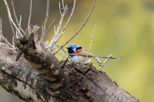 Male Variegated Fairy‑wren (Malurus lamberti), perched on a rough weathered branch amid sparse twigs