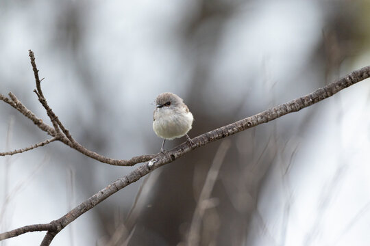 Small Superb Fairy‑wren perched on a slim tree branch