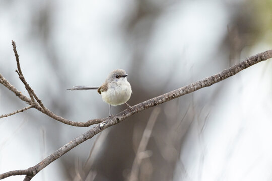 Small Superb Fairy‑wren perched on a slim tree branch