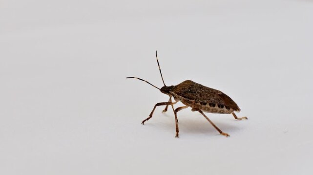 Brown shield bug stationary on white background