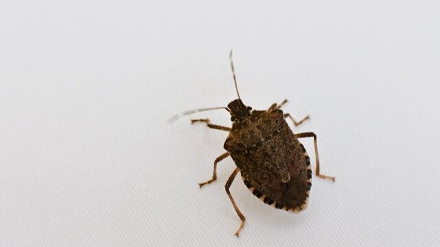 Stink bug walking on white surface close-up