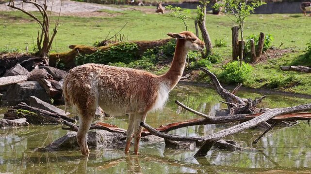 Vicunas, Vicugna Vicugna, relatives of the llama which live in the high alpine areas of the Andes