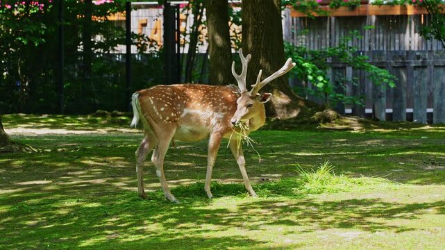 The fallow deer, Dama mesopotamica is a ruminant mammal belonging to the family Cervidae.
