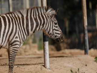 Obraz premium Cute African zebra at a protected wildlife farm