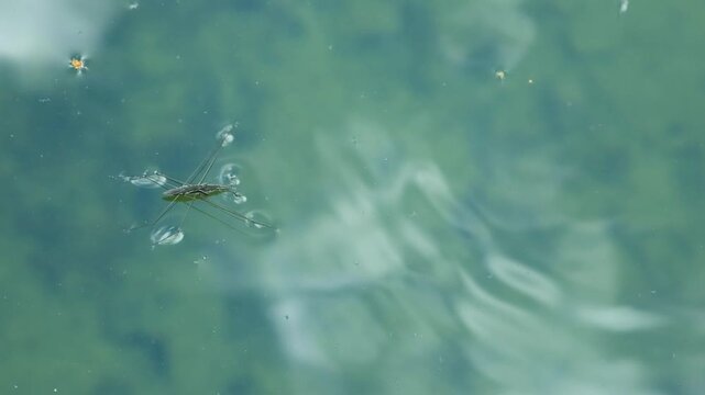 Macro shot of a tiny water strider insect moving on clean pond water