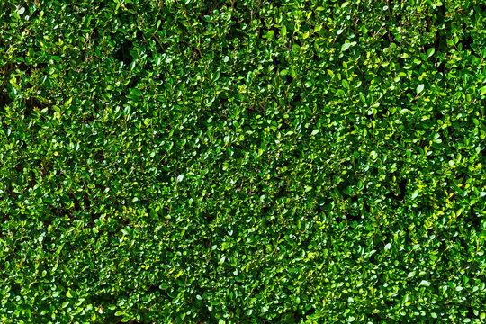 Dense green bush hedge texture background
