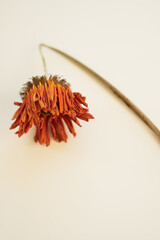 Fototapeta premium Orange gerbera daisy in decay, close-up on smooth white