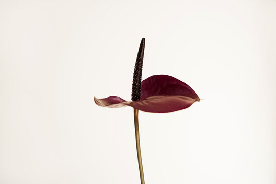 Elegant Burgundy Anthurium Flower Still Life