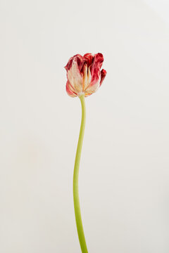 Botanical still life featuring a solitary tulip past full bloom