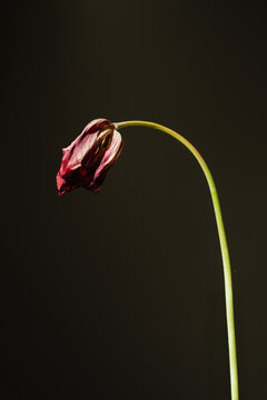 Classic tulip bloom featuring natural striping against deep dark backdrop