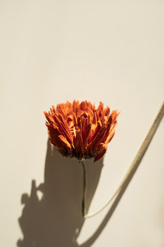 Modern floral still life with minimalist aesthetic and bold shadows