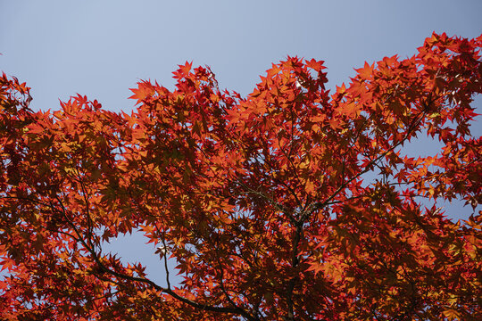 Vibrant Red Maple Leaves in Autumn
