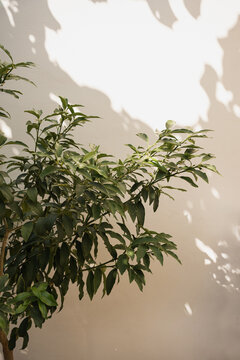 Indoor Plant with Shadows on Wall