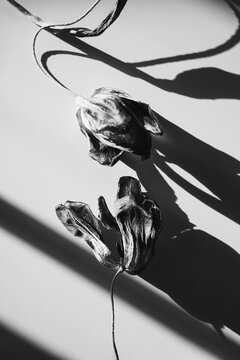Monochrome Still Life of Dried Tulips with Shadows