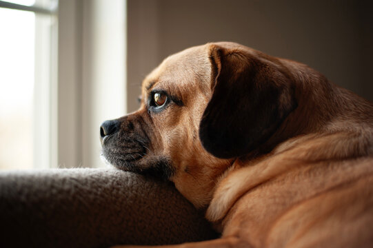 Cute brown dog sadly looking out a window