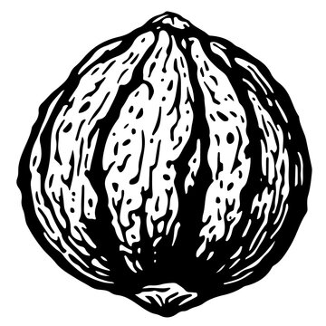 Black and White Illustration Of A Whole Walnut With Textured Shell