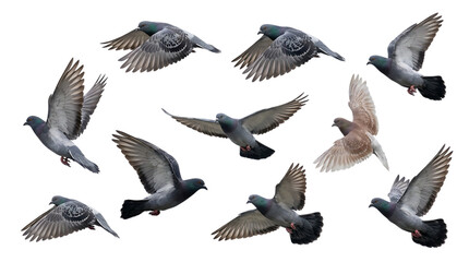 Collection of flying pigeons isolated on transparent background © Riazus