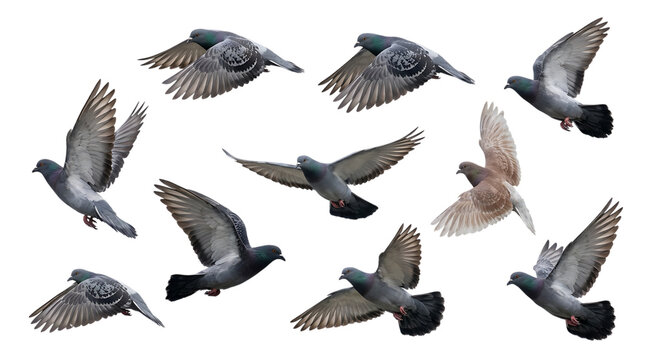 Collection of flying pigeons isolated on transparent background