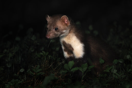 Beech marten - Martes foina, small beautiful common carnivore from European forests and woodlands, White Carpathians, Czech Republic.