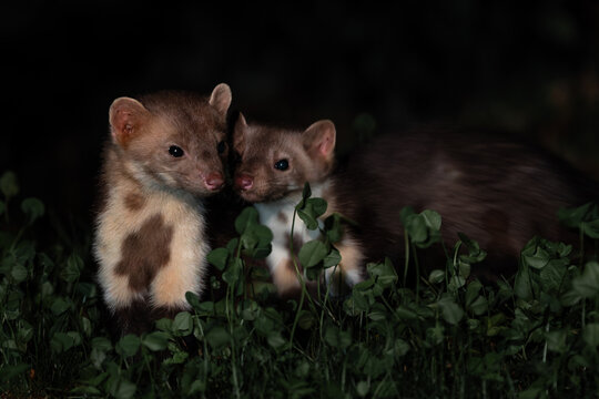 Beech marten - Martes foina, small beautiful common carnivore from European forests and woodlands, White Carpathians, Czech Republic.