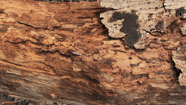 Close-Up of Rough Teak Tree Bark with Natural Weathered Texture. Close-up of rough, weathered bark on a teak tree, Tectona grandis, showing flaky layers, cracks, natural brown tones, and rugged trunk 