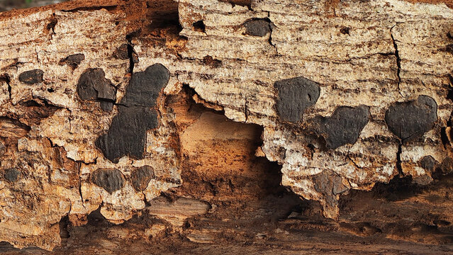Close Up of Layered Peeling Tree Bark with Brown Wood Texture. Detailed Peeling Tree Bark with Layered Brown Wood Texture.