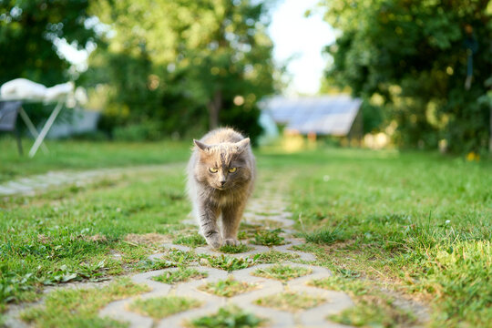 Domestic gray cat with soft fur walking through field