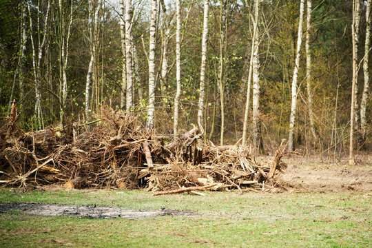Cleared woodland area with stacked trunks and roots