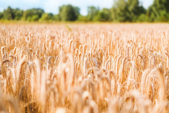 Closeup of ripe wheat ears in rural farmland