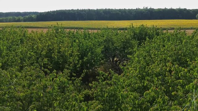 Sunflower field, Czech countryside, Bohemia
