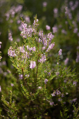 Vertical shot of blooming heather (Calluna vulgaris) with delicate purple flowers lit by warm natural sunlight in a forest glade. © Tatsiana