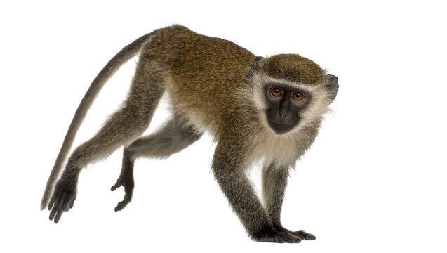 Green monkey with dark face and long tail, isolated on transparent background