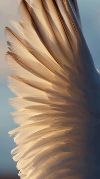 Close-up of a bird's wing feathers illuminated by golden sunlight against a pale blue sky