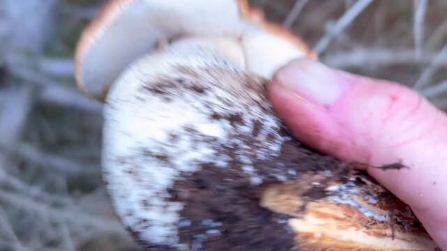 Detailed close-up showing hand gently extracting pristine King Bolete (Boletus edulis) from soft mossy bed on pine forest floor.