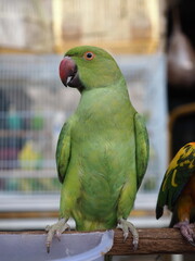 green and yellow parrot © Natasha