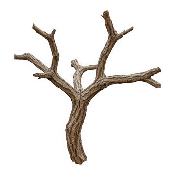 Old dry dead tree branch without any leaves
