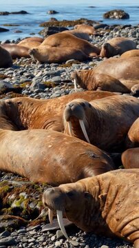 Group of walruses resting on rocky shoreline near ocean waters