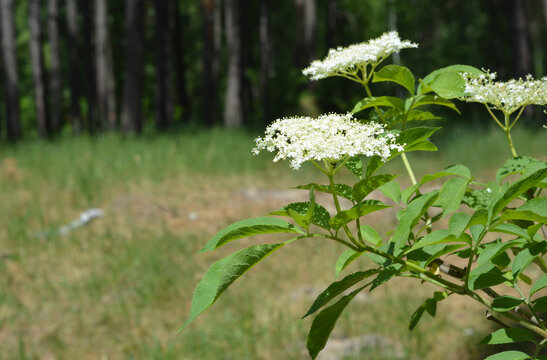 Elderflower Blossoms in Forest Meadow