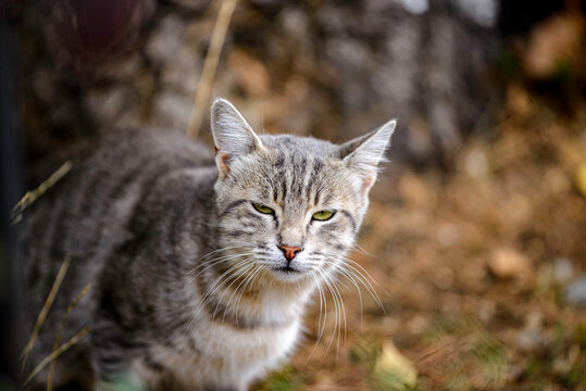 portrait of a cat