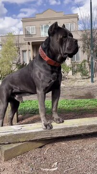 Magnificent black cane corso dog standing proudly on wooden fence outdoors in daylight residential street video footage