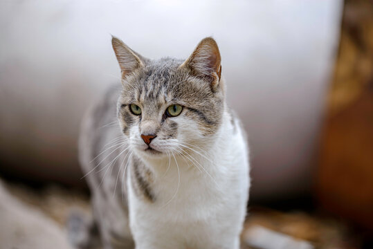 portrait of a cat