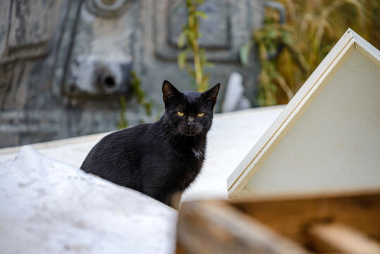 portrait of a cat