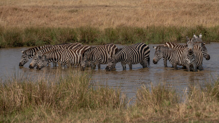 Obraz premium Zebras grazing in groups at sunset in Mara triangle during migration season