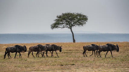 Obraz premium Big herd of wildebeest in the savannah. Great Migration. Kenya. Tanzania. Masai Mara National Park. An excellent illustration.