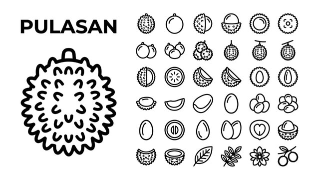 Pulasan Fruit Icons: A collection of outline icons depicting the pulasan fruit, its cross-section, and various other exotic fruits, presented in a clean, graphic style.
